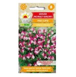 Groszek pachnący KARŁOWY PINK CUPID - nasiona groszku 1g, Toraf
