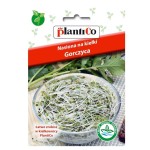 GORCZYCA nasiona na smaczne kiełki 20g