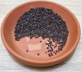 KAPUSTA BIAŁA nasiona na zdrowe kiełki 10g