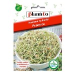 Pszenica - nasiona na kiełki marki PlantiCo - 50g