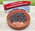 RZODKIEWKA CZERWONA nasiona na kiełki 10g